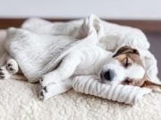 5 Best Dog Blankets (for Sleep, Warmth, Crate Covers, etc.) Top 5 Best Dog Blankets