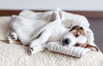 5 Best Dog Blankets (for Sleep, Warmth, Crate Covers, etc.) Top 5 Best Dog Blankets