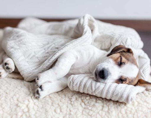 5 Best Dog Blankets (for Sleep, Warmth, Crate Covers, etc.) Top 5 Best Dog Blankets