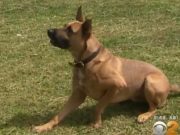 Two Rescues, One Unlikely Friendship Two Rescues, One Unlikely Friendship