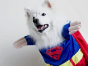 Wait Until You See These Amazing Dog Super Hero Photos Wait Until You See These Amazing Dog Super Hero Photos