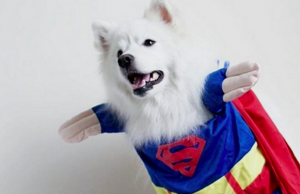Wait Until You See These Amazing Dog Super Hero Photos Wait Until You See These Amazing Dog Super Hero Photos