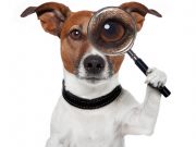 What Is This ‘Pet Detective’ Doing to Help Dog Owners? What Is This 'Pet Detective' Doing to Help Dog Owners