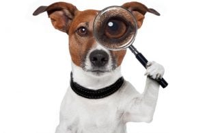 What Is This ‘Pet Detective’ Doing to Help Dog Owners? What Is This 'Pet Detective' Doing to Help Dog Owners