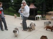 Where Do Dogs Go When They Retire? Where Do Dogs Go When They Retire