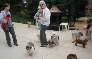 Where Do Dogs Go When They Retire? Where Do Dogs Go When They Retire