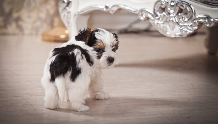World’s Smallest Dog Defies the Odds