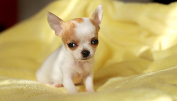 World’s Smallest Dog Defies the Odds