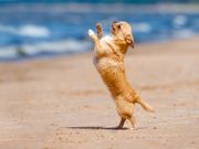 World’s Smallest Dog Defies the Odds World’s Smallest Dog Defies the Odds