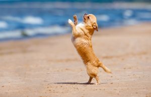 World’s Smallest Dog Defies the Odds World’s Smallest Dog Defies the Odds