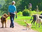 Would You Quit Wall Street to Help Shelter Dogs? Would You Quit Wall Street to Help Shelter Dogs