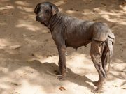 You’ve Got To See This Amazing Dog Transformation to Believe It You've Got To See This Amazing Dog Transformation to Believe It