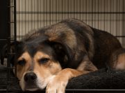 Top 5 Best Cheap Crates for Dogs best crates for dogs