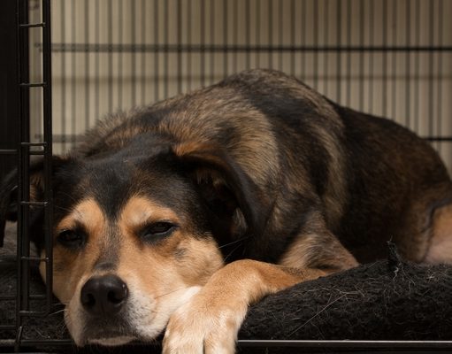 Top 5 Best Cheap Crates for Dogs best crates for dogs