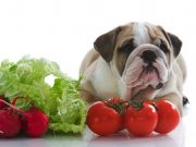 5 Best Vegetarian Dog Foods & Best Vegan Dog Foods best vegetarian dog food and best vegan dog food