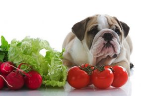 5 Best Vegetarian Dog Foods & Best Vegan Dog Foods best vegetarian dog food and best vegan dog food