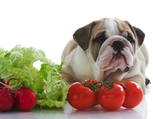 5 Best Vegetarian Dog Foods & Best Vegan Dog Foods best vegetarian dog food and best vegan dog food