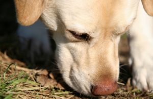 Interview: Enriching Your Dog’s Life with Nose Work enriching your dog's life with nose work