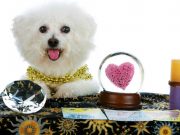 Unique Way To Reduce Dog Anxiety, A Pet Psychic unique way to reduce dog anxiety
