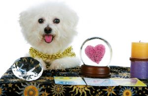 Unique Way To Reduce Dog Anxiety, A Pet Psychic unique way to reduce dog anxiety