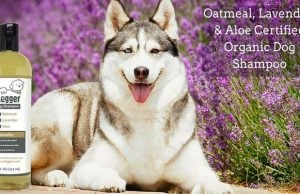 Review: 4-Legger Certified Organic Shampoo for Dogs 4-Legger Organic Shampoo for Dogs Review