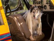 Airlines Make Exceptions for Pets in Danger Airlines Make Exceptions for Pets in Danger