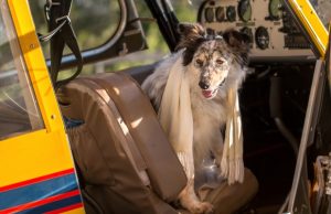 Airlines Make Exceptions for Pets in Danger Airlines Make Exceptions for Pets in Danger