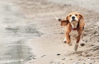 Beagle Dog Breed Profile: Everything You Need to Know Beagle Dog Breed Profile