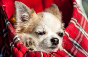 Benefits of a Dog Backpack Carrier & Why I Love Mine Benefits of a Dog Backpack Carrier & Why I Love Mine