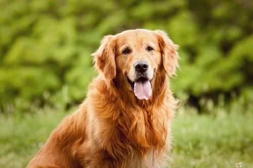 Best dog breeds for 2024 girls