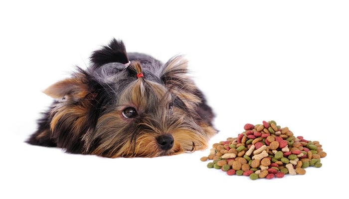 best dog food for yorkies