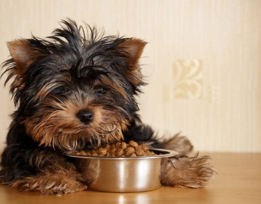 Best Dog Food for Yorkies: How & What to Feed Yorkshire Terriers? Best Dog Food for Yorkies
