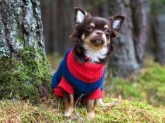 9 Best Dog Sweaters for Warmth & Style in Fall Top Best Dog Sweaters Review