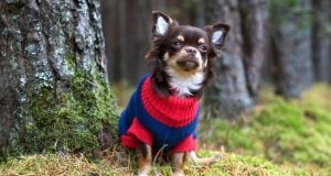 Top Best Dog Sweaters Review