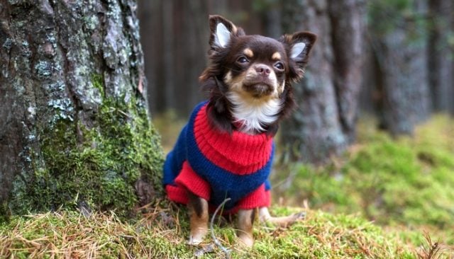 Top Best Dog Sweaters Review Top Best Dog Sweaters Review