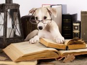 Canine IQ Tests Suggest the Presence of a “g” Factor Canine IQ Tests Suggest the Presence of a g Factor