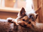 Cheeto May Be a Tiny Dog But She Delivers Big Smiles Cheeto May Be a Tiny Dog But She Delivers Big Smiles