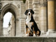 Cincinnati City Hall Could Be “Going to the Dogs” Cincinnati City Hall Could Be Going to the Dogs