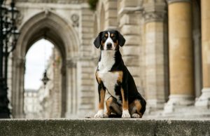 Cincinnati City Hall Could Be “Going to the Dogs” Cincinnati City Hall Could Be Going to the Dogs