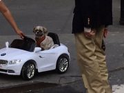 Dog “Driving” a BMW? C’mon! Dog Driving a BMW