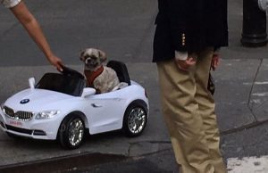 Dog “Driving” a BMW? C’mon! Dog Driving a BMW