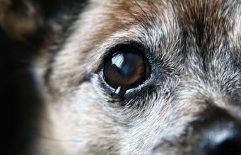 The Truth About Tear Stains on Dogs Dog Tear Stains
