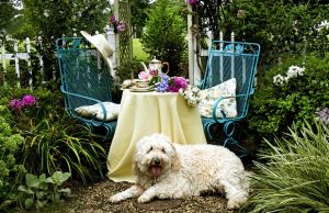 Doggy Tea Party Draws Hundreds Doggy Tea Party Draws Hundreds