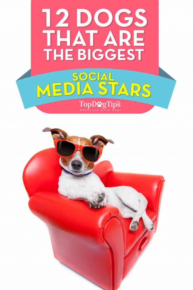 12 Dogs That Are the Biggest Social Media Stars – Top Dog Tips