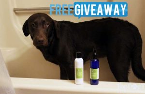 Giveaway: Eco Dog Care Start Green Dog Grooming Kit Eco Dog Care Starter Kit Giveaway