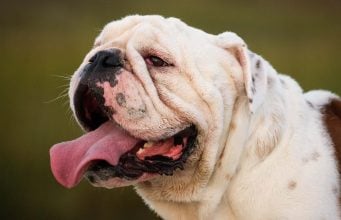 English Bulldog Dog Breed Profile English Bulldog Breed Profile