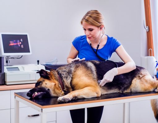 5 Reasons Your Dog Has Canine Bloat and How to Prevent It Five Reasons Your Dog Has Canine Bloat
