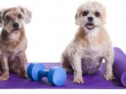 Gym in a Box for Dogs? It’s Woofonderful! Gym in a Box for Dogs It's Woofonderful