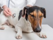 Is Your Dog At Risk Of Contracting This Deadly Disease? Is Your Dog At Risk Of Contracting This Deadly Disease