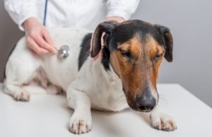 Is Your Dog At Risk Of Contracting This Deadly Disease? Is Your Dog At Risk Of Contracting This Deadly Disease